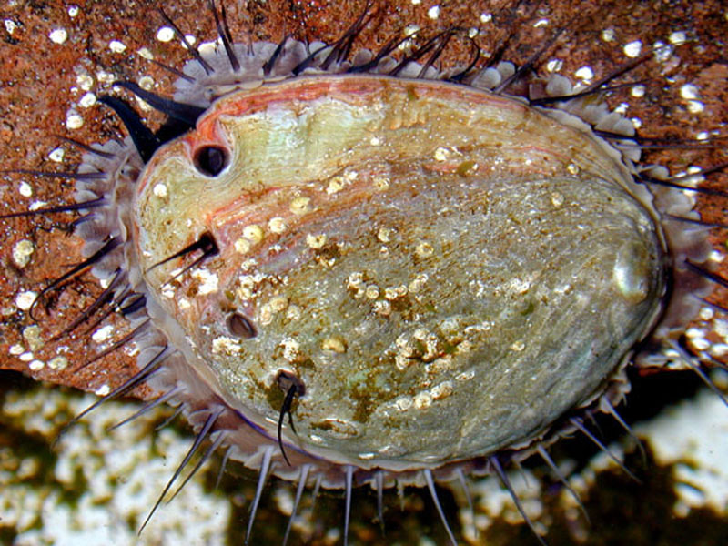 File:Haliotis semùiplicata 001.jpg - Wikipedia