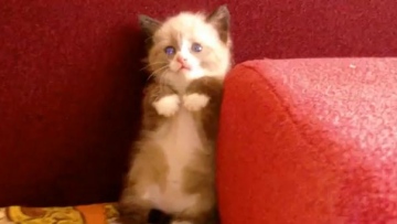 Photo: ${params.title}