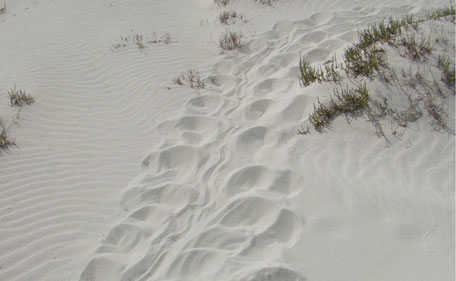 Hotel guests and staff are asked not to disturb the give-away turtle tracks. (SUPPLIED)