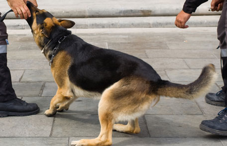 Dubai Police K9 Unit 2025