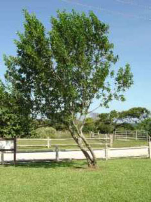 The Damas tree grows quickly and its roots are strong and unwieldly. (SUPPLIED)