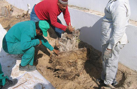 The Parks and Horticulture Department of Dubai Municipality digging up a Damas tree. (SUPPLIED)
