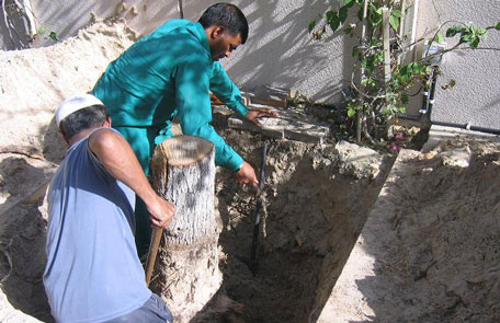 The Parks and Horticulture Department of Dubai Municipality digging up a Damas tree. (SUPPLIED)