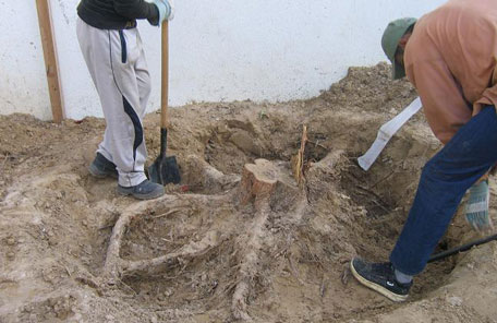 The Parks and Horticulture Department of Dubai Municipality digging up a Damas tree. (SUPPLIED)