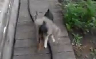 Small dog gives cat a ride on his back - Videos - Emirates24|7