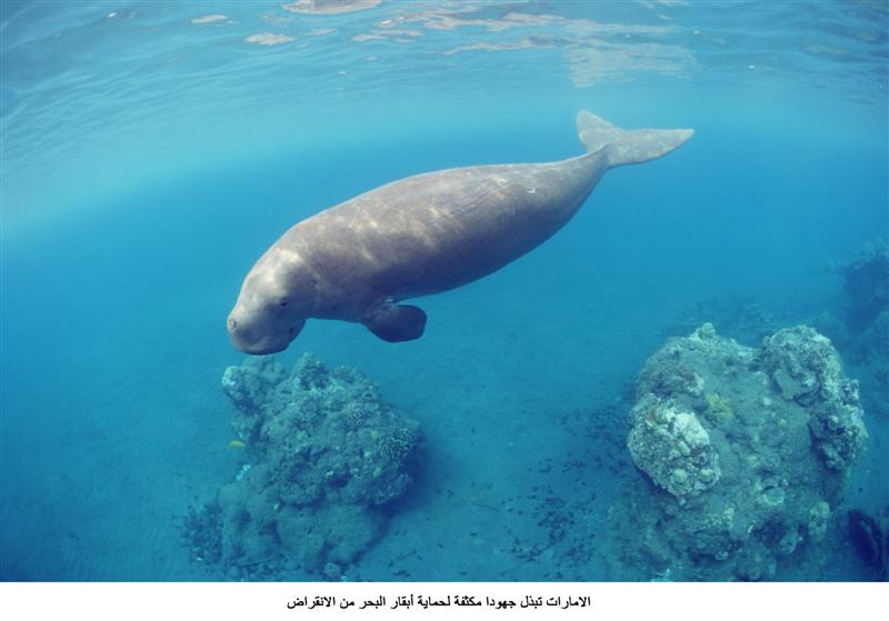 UAE moves to protect dugongs from extinction - News - Emirates -  Emirates24|7