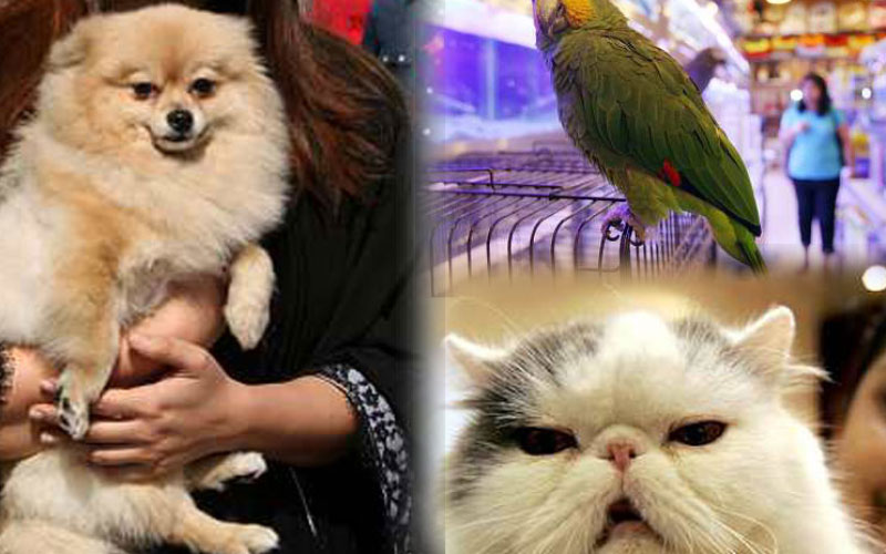 Dubai pets in Ranches, DSO under attack News Emirates Emirates247