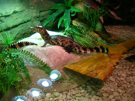 New crocodile species to be added to Dubai Underwater Zoo, Dubai Mall. (SUPPLIED)
