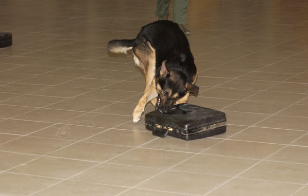 A dog part of the police force at a demonstration. (SUPPLIED)