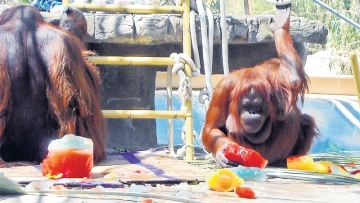 Photo: ${params.title}