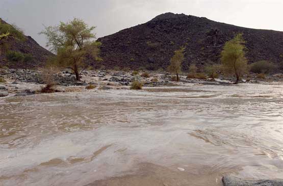 Rain water flows through the wadis after medium rains recorded in the eastern region on Thursday (Wam)