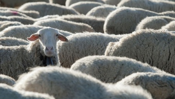 Photo: ${params.title}