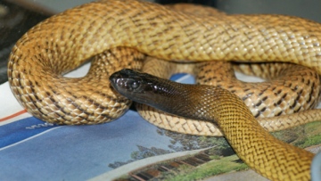 Photo: ${params.title}