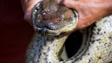 Photo: ${params.title}