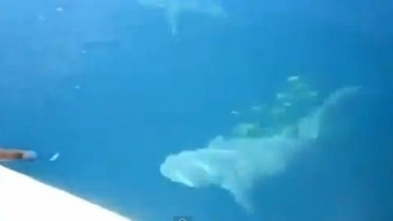 Photo: ${params.title}