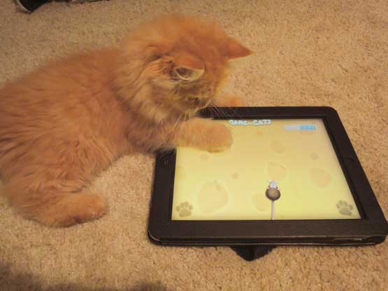 iPad is favourite toy of these cats and they can spend hours playing with it (SUPPLIED)