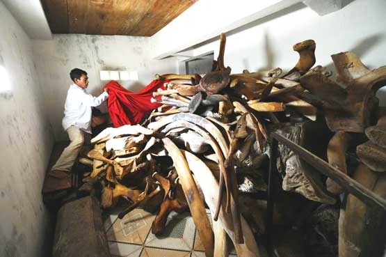 This picture taken on August 10, 2012 shows a fisherman lifting a red sheet placed on the skeletons of two whales inside a storage room at Tan temple, a whale-worshiping temple on Ly Son island (AFP)