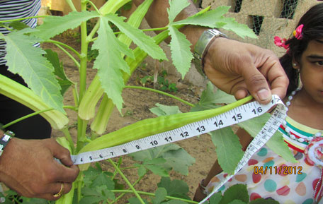 Sudhish Kumar with his record-breaking okra (lady finger) in Sharjah. (Supplied)