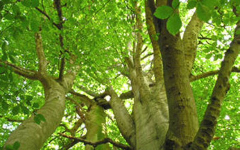 Picture Courtesy: DERANA