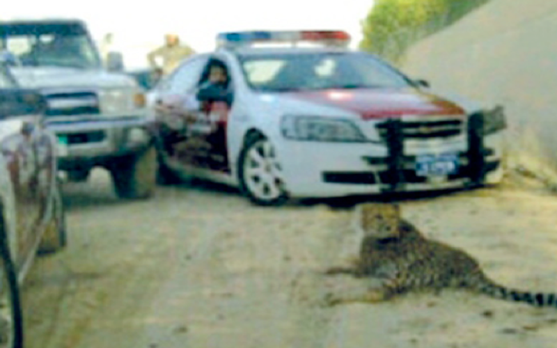 Joyriding Jumeirah cheetah sparks debate on wild animals in Dubai's urban  jungle - News - Emirates - Emirates24|7