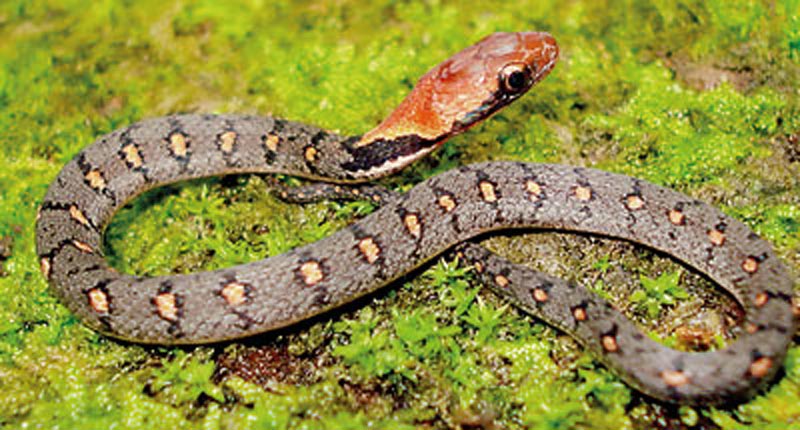 The Balanophis Ceylonensis or the Sri Lankan keelback snake.