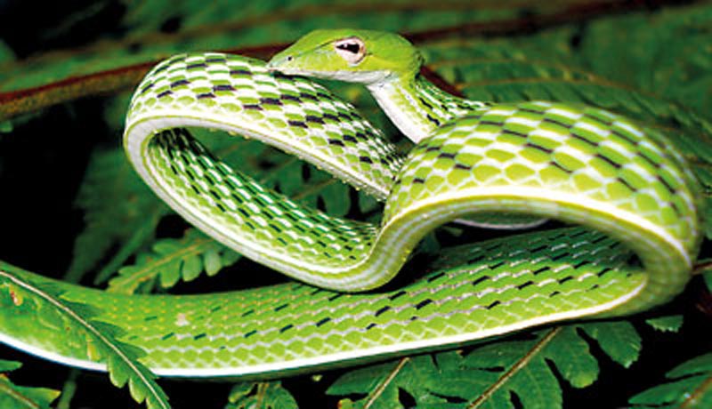 The Ahaetulla Nasuta or green vine snake.