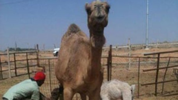 Photo: ${params.title}