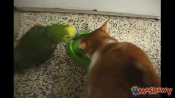 Photo: ${params.title}