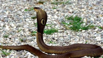 Photo: ${params.title}