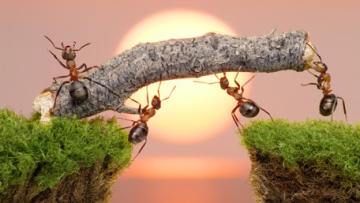 Photo: ${params.title}