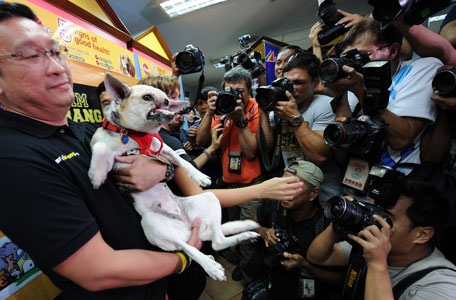 Filipino veterinarian Anton Lim (L) carries two-year-old mongrel dog "Kabang" while photographers take photos during a press conference in Manila on June 8, 2013, after  returning to the Philippines to a hero's welcome following surgery in the US to reconstruct her face. The dog lost its snout and upper jaw in a road accident in 2011, when she supposedly put herself in harm's way to save two girls from being struck by a motorcycle.  (AFP)