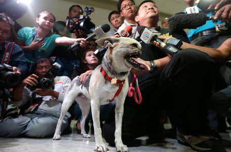 Dr. Anton Lim is interviewed by the media as he holds Kabang, a two-year-old injured mixed breed, upon arrival at the Ninoy Aquino International Airport in Pasay city, south of Manila, Philippines, early Saturday June 8, 2013 from San Francisco, Calif. Kabang lost her snout and upper jaw saving two girls' lives in the Philippines was headed back to its owner following treatment at the University of California, Davis veterinary hospital. (AP)