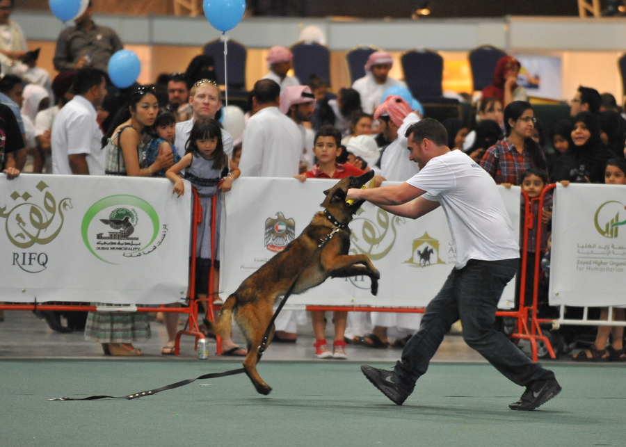 UAE dog tales Expats adopt, Emiratis breed News Emirates Emirates247