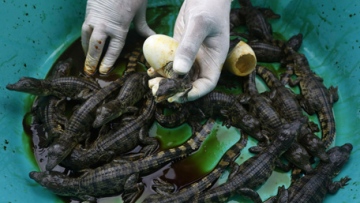 Photo: ${params.title}