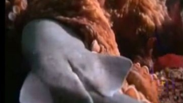 Photo: ${params.title}