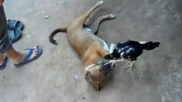 Photo: ${params.title}