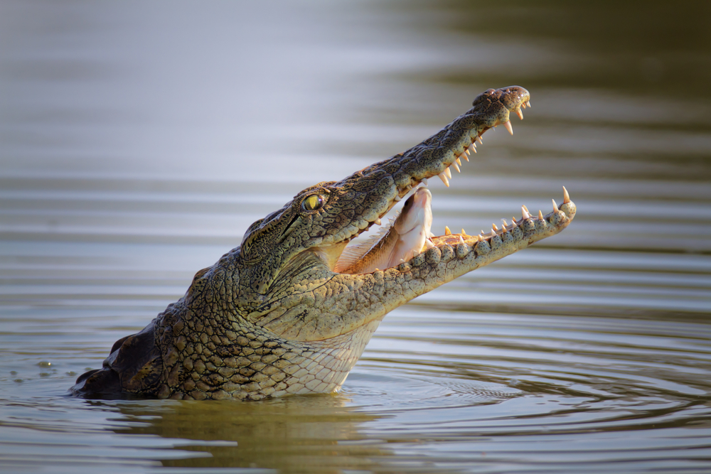 26-year-old eaten alive by large crocodile; Rangers claim kill - News -  Emirates24|7