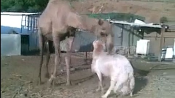 Photo: ${params.title}