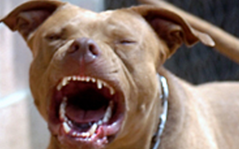 Dog eats leg of man found dead at home News Emirates247