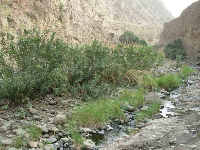 Wadi Wurayah stretches between Khorfakkan and Masafi in the UAE.