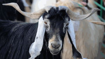 Photo: ${params.title}