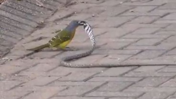 Photo: ${params.title}