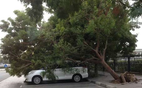 A tree falls over near Arenco building in Media City. (Credit: Moiz)