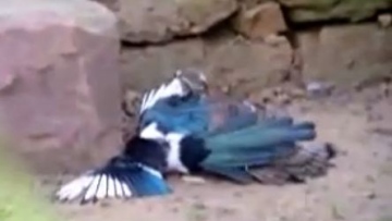 Photo: ${params.title}