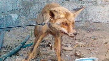 Photo: ${params.title}