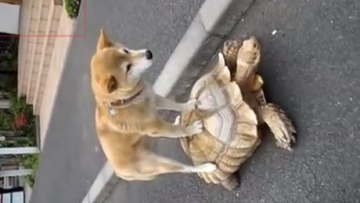 Photo: ${params.title}