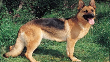 Photo: ${params.title}