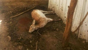 Photo: ${params.title}