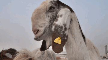 Photo: ${params.title}