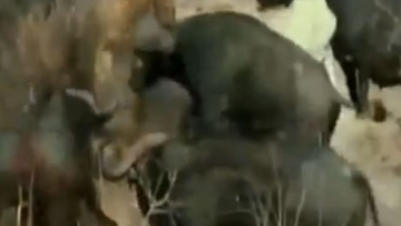 Photo: ${params.title}